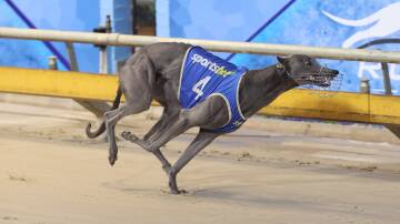 Sicario Beast winning at Richmond in record time. Picturesupplied