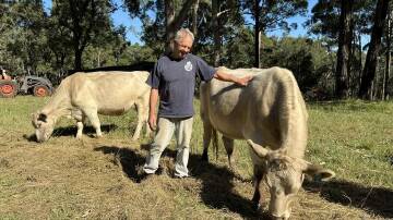 Cattle breeder Allan Deadman has lost calves to ticks and tries to stop them biting his stock. (Liv Casben/AAP PHOTOS)