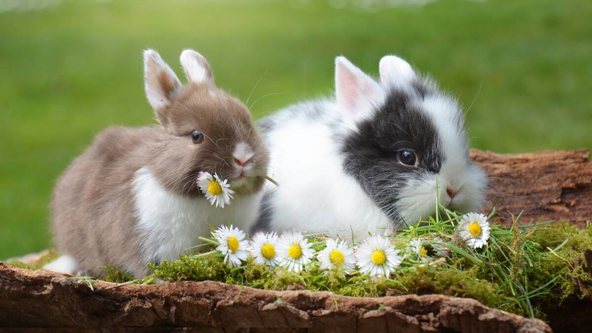 Rabbits are social and can benefit from the company of another rabbit. Picture by Rebekka.