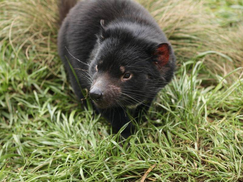 Tasmanian devils born on mainland for the first time in 3,000 years