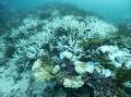 Coral bleaching around Great Barrier Reef islands has left researchers feeling "ecological grief". (HANDOUT/UNIVERSITY OF SYDNEY)