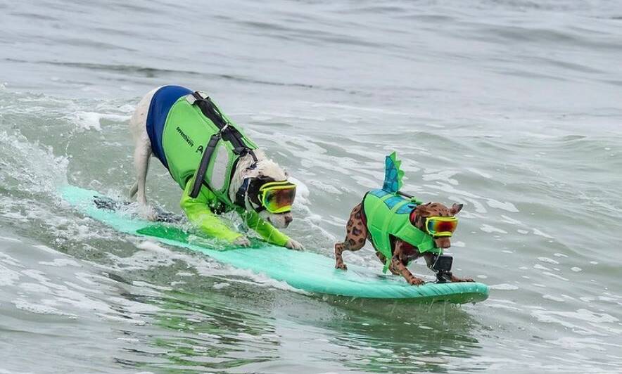 World Dog Surfing Championships, 2022 Dogs compete against the best of